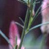 Celosia argentea 'Pink Candle', flowers