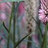 Celosia argentea 'Pink Candle', flowers