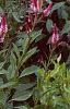 Celosia argentea 'Purple Flamingo', habit
