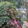 Celosia argentea 'Purple Flamingo', habit
