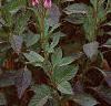 Celosia argentea 'Purple Flamingo', habit