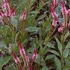 Celosia argentea 'Purple Flamingo', habit