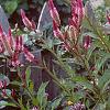 Celosia argentea 'Purple Flamingo', habit