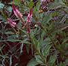 Celosia argentea 'Purple Flamingo', habit