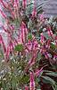 Celosia argentea 'Purple Flamingo', habit