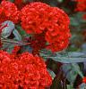 Celosia argentea 'Prestige Scarlet', habit