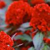 Celosia argentea 'Prestige Scarlet', habit