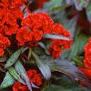 Celosia argentea 'Prestige Scarlet', habit