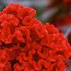 Celosia argentea 'Prestige Scarlet', flowers