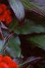 Celosia argentea 'Prestige Scarlet', flowers