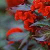 Celosia argentea 'Prestige Scarlet', flowers