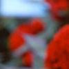 Celosia argentea 'Prestige Scarlet', flowers