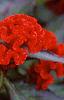 Celosia argentea 'Prestige Scarlet', flowers