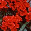 Celosia argentea 'Prestige Scarlet', flowers