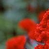 Celosia argentea 'Prestige Scarlet', flowers