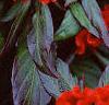 Celosia argentea 'Prestige Scarlet', flowers