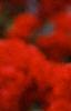 Celosia argentea 'Prestige Scarlet', flowers