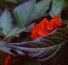 Celosia argentea 'Prestige Scarlet', flowers