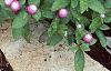 Gomphrena 'Bicolor Rose', habit