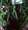 Gomphrena 'Bicolor Rose', habit