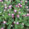 Gomphrena 'Bicolor Rose', habit