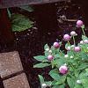 Gomphrena 'Bicolor Rose', habit