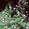 Gomphrena 'Bicolor Rose', habit