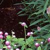 Gomphrena 'Bicolor Rose', habit