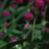 Gomphrena globosa 'Buddy', flowers