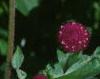 Gomphrena globosa 'Buddy', flowers