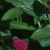 Gomphrena globosa 'Buddy', flowers