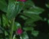 Gomphrena globosa 'Buddy', flowers