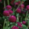 Gomphrena globosa 'Buddy', flowers