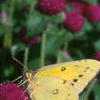 Gomphrena globosa 'Buddy', flowers