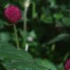 Gomphrena globosa 'Buddy', flowers
