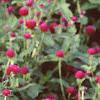 Gomphrena globosa 'Gnome', habit