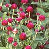 Gomphrena globosa 'Gnome', habit