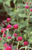 Gomphrena globosa 'Gnome', habit