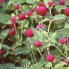 Gomphrena globosa 'Gnome', habit