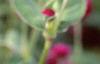 Gomphrena globosa 'Gnome', flowers