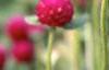 Gomphrena globosa 'Gnome', flowers