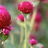 Gomphrena globosa 'Gnome', flowers