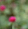 Gomphrena globosa 'Gnome', flowers