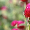 Gomphrena globosa 'Gnome', flowers