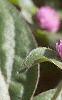 Gomphrena globosa 'Lavender', flowers