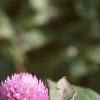 Gomphrena globosa 'Lavender', flowers