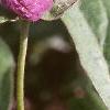 Gomphrena globosa 'Lavender', flowers