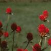 Gomphrena haageana 'Strawberry Fields', habit