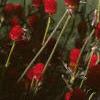 Gomphrena haageana 'Strawberry Fields', habit