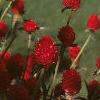 Gomphrena haageana 'Strawberry Fields', habit